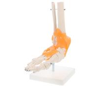 BUGUUYO 1pc Mannequin Anatomy Feet Model Human Anatomy Model Anatomically Foot Model Anatomy Human Skeleton Model Joint Anatomy Foot Display Rat Animal Foot Skeleton Anatomical Model Pvc