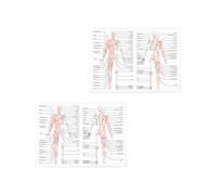 BUGUUYO 2pcs Human Dissection Poster Set Featuring Skeletal and Muscle Anatomy, Easy to Read Teaching Posters on Cloth Material, for School and Classroom Education
