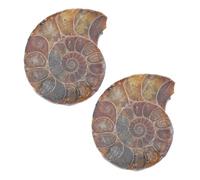 BUGUUYO 2pcs Sliced Ammonite Mineral Specimens Organic Shapes Scientific Toys Models for Decoration Collectible Home Display with Educational Function