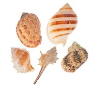 BUGUUYO 5pcs Natural Conch Shells for Fish Tank Aquarium Decor Seaside Ornaments Fish Hideout