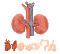 BUGUUYO 8pcs Human Organ Anatomical Models Simulation Teaching Tools for Medical Education Preschool Science Learning Brain Heart Lung Liver Stomach Friendly