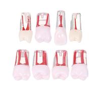 BUGUUYO 8pcs Root Canal Treatment Model, Typodont Teeth Model with Roots, Teacher Demonstration Prop for School Training, practicing