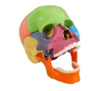 BUGUUYO Detachable Colorful Skull Anatomical Model for Anatomy Students Detailed Teaching Tool with Distinct Color Coding Organ Model for Human Anatomy and Physiology Study