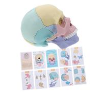 BUGUUYO Detachable Human Skull Model Teaching Prop Realistic Anatomy Puzzle Palm for Medical Students and Educational Use