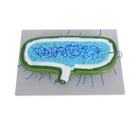BUGUUYO Enlarged Animal Cell Model with Nucleus and Organelles Biology Teaching Kit for Interactive Classroom Learning and Medical Education