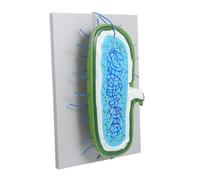 BUGUUYO Enlarged Animal Cell Structure Model with Nucleus Educational Biology Teaching Kit for Classroom Demonstration and Student Study