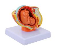 BUGUUYO Full-term Uterine Fetus Model with Female Pelvis Teaching Embryo Model for Pregnancy Education Nine-month Development Visual Aid for Medical Training and Home Study