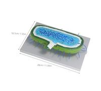 BUGUUYO Human Hepatocyte Cell Anatomy Model for Medical Teaching Supplies Detailed Simulation Kit for Classroom Study and Biology Education