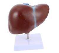 BUGUUYO Human Liver Anatomical Model with Base for Medical Teaching Educational Display of Liver Morphology and Structure Environmental Material for Schools and Training Institutions