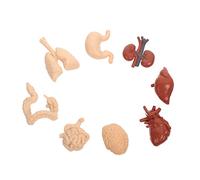 BUGUUYO Human Organs Model Educational DIY Anatomy Teaching Prop for Students Safe Craftsmanship Accurate Organ Structure Learning Tool