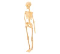 BUGUUYO Human Skeleton Model Full Body Anatomy Skeleton Educational Action Figure for Studying and Teaching Sturdy Plastic Lightweight Scientific Tool for Students and Office Decor