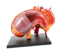 BUGUUYO Human Stomach Anatomical Model Teaching Aid Realistic Medical Demonstration for School Laboratory Education Anatomy Equipment for Home and Training