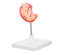 BUGUUYO Human Stomach Anatomy Model Realistic Educational Tool for and Science Classes Professional Stomach Model with Precision Detailing for Enhanced Learning Efficiency