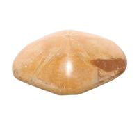 BUGUUYO Natural Sea Star Specimen for Science Teaching Genuine Sea Star Decor for Classroom Collections Decorative Educational Accessory