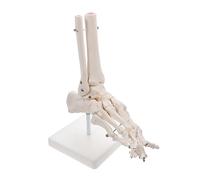 BUGUUYO Plastic Human Skeleton Model Foot Joint Model without Ligament for Anatomy Study