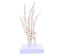 BUGUUYO Realistic Human Hand Skeleton Model with Detachable Bones and Joints Educational Anatomy Teaching Aid for Medical Schools Hospitals and Labs Articulating Hand Joint Study Tool