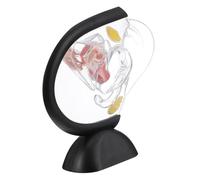 BUGUUYO Visible Uterus Structure Model Pelvic Model Made of Tasteless Pvc for Teaching Female Reproductive Anatomy in Clinics and Hospitals
