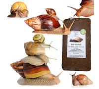 bugznbits Coco Substrate, Coco fiber Substrate, coir block (1 x 8-10L block)