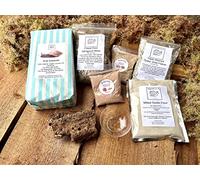 Bugznbits Giant African land Snail Premium BUMPER Supply Pack