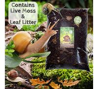 Bugznbits Premium Plus + Woodland Land Snail Soil. African land snail substrate (12 litre)