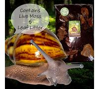 Bugznbits Premium Plus + Woodland Land Snail Soil. African land snail substrate (3 litre)