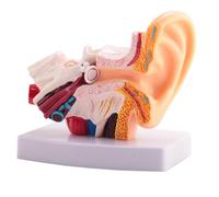 Buhdjfnke 1.5 Times Human Ear Anatomy Model Showing Organs Structure of The Central and External Ears Teaching Supplies