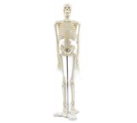 Buhdjfnke 45CM Human Anatomical Anatomy Skeleton Model Poster Learn Aid Anatomy Human Skeletal Model