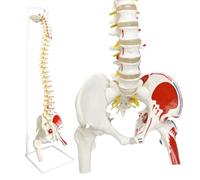 Buhdjfnke Spine Model for Anatomy, Arteries, Lumbar Column,Pelvic Girdle Femur with Stand for Science Study or Patient Education