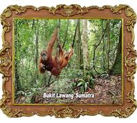 Bukit Lawang Sumatra Indonesia Fridge Magnets Tourism Souvenir Refrigerator Decoration Magnet