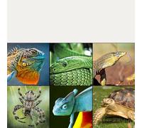 Bulevisiter Digital UVC Light Meter for UV Radiation Measurement, 0-1999 μW/cm² Range, 220-280 nm for Response, LCD Display, Compatible with Reptile & Industrial(SKU)