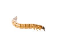 (BULK 500g) Swell Reptiles Livefood Morio Mealworms Bulk Pack