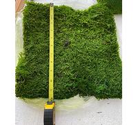 Bulk Wholesale Preserved Sheet Moss Sheet Moss Bun Moss Cushion Moss Natural Green Decorative Real Terrariums(2 sq.ft.) (Green-B)