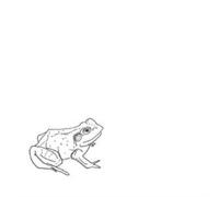 Bull Frogs Croon (And Other Songs)