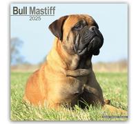 Bull Mastiff 2025 Square Wall Calendar | Dog Breed Calendar