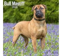 Bull Mastiff 2026 Calendar | Square Wall Calendar | Dog Breed Gift | Plastic Free Packaging | by Avonside Publishing