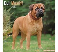Bull Mastiff 2027 Calendar | Square Wall Calendar | Dog Breed Gift | Plastic Free Packaging | by Avonside Publishing
