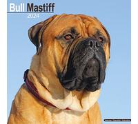 Bull Mastiff Calendar 2024 Square Dog Breed Wall Calendar - 16 Month