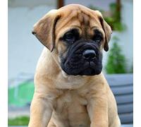 Bull Mastiff Dog Greeting Card - Square