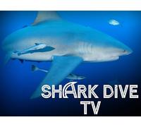 Bull Shark Diving Trip off the Florida Coast