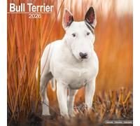 Bull Terrier 2026 Calendar | Square Wall Calendar | Dog Breed Gift | Plastic Free Packaging | by Avonside Publishing