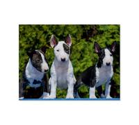Bull Terrier，Jigsaws Puzzles 1000 Pieces Classic Jigsaws Educational Games Toys，Best Gift for Adults and Kids（38x26cm）-AP22