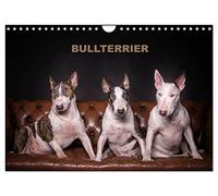 Bull Terrier UK-Version (Wall Calendar 2026 DIN A4 Landscape), CALVENDO 12 Month Wall Calendar