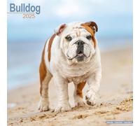 Bulldog Calendar 2025 Square Dog Breed Wall Calendar - 16 Month 9781804603246
