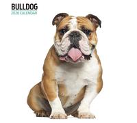 Bulldog 2026 Modern Calendar