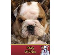 Bulldog Birthday Card