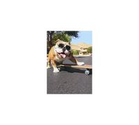 Bulldog/Sunglasses/Skateboard - Avanti Funny Dog Birthday Card