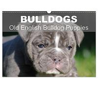 Bulldogs - Old English Bulldog Puppies (Wall Calendar 2027 DIN A3 landscape), CALVENDO 12 Month Wall Calendar: Beautiful bulldog puppies in the sun