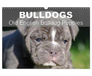 Bulldogs - Old English Bulldog Puppies (Wall Calendar 2027 DIN A3 landscape), CALVENDO 12 Month Wall Calendar: Beautiful bulldog puppies in the sun