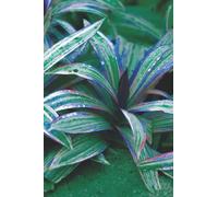 Bullet Dot Grid Notebook Journal | Tradescantia Spathacea Plant, Oyster plant, Moses-in-the-Cradle, Boat Lily, Purple-Leaved Spiderwort, Leaves ... Green and Blue Cover | 175 pages | 6" x 9" |