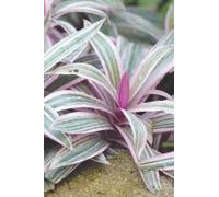 Bullet Dot Grid Notebook Journal | Tradescantia Spathacea Plant, Oyster plant, Moses-in-the-Cradle, Boat Lily, Purple-Leaved Spiderwort, Leaves ... Pink Magenta Cover | 175 pages | 6" x 9" |